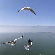 东升816的个人资料头像