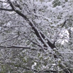 落雨晴枫1头像