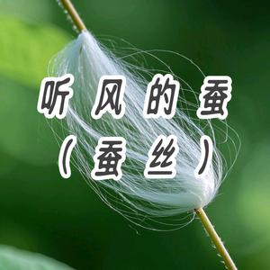 听风的蚕（蚕丝）头像