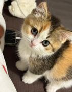 橘子桔的个人资料头像