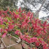 心愿1066头像