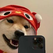 头发真多的个人资料头像