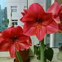 请叫我友人Y头像