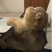 漠北笑笑生的个人资料头像