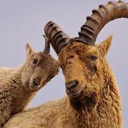 mufasa007的个人资料头像