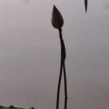 KingLin197976628头像