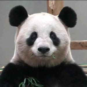 究极好看头像