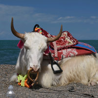 富平悦青城阳超头像