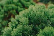 CloudCypress云小柏的个人资料头像