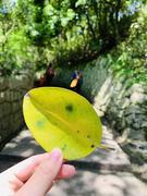 元气满满的耳朵的个人资料头像