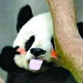 谢仔不卸载头像
