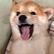 掉进胡同里的个人资料头像