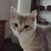 展小猫猫头像