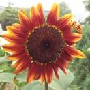 蘑菇蘑菇star的个人资料头像