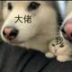勾栏听曲七安头像