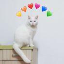 Doris本尊的个人资料头像