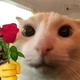 忧郁的大猪肠 · 宝来车主·车龄2年头像