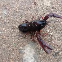 山彝浪头像