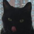 葡萄黑猫头像