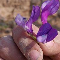 阿卜杜勒衣头像