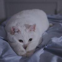 施进901头像