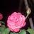 月季花花头像
