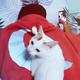 猫腻头像