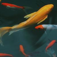 海拉尔越野头像