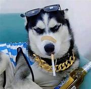 被AI打的浑身疼的个人资料头像