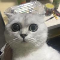 喵你妹子头像