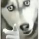 RenewJim头像