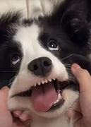 iran的个人资料头像