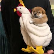 xzboss的个人资料头像