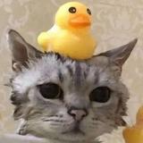 明月照轻影头像