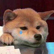 大头菌的个人资料头像