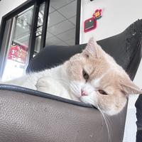 邓段橘头像