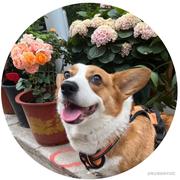 编码养家的个人资料头像