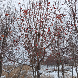 花好月圆，头像