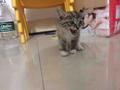终极一猫头像