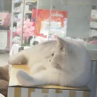 上进柚子搬运工头像