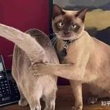 古拉明明头像