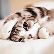 ZhaoQi99的个人资料头像