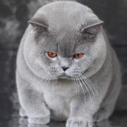 Kevin007的个人资料头像