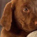 阿鹏君的个人资料头像