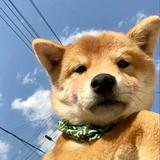 爱吃糖的阿渣头像