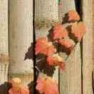 城亦青青在掘金的个人资料头像