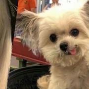 YSimba13的个人资料头像