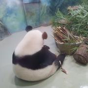 Blackvelvet的个人资料头像