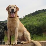 爱训犬的小尹头像