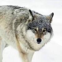 多事之秋GAO头像